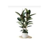 Bitkim Sende Kauçuk Çiçeği Tek Gövde 80-90 cm, Ficus Elastica, Beyaz Saksı