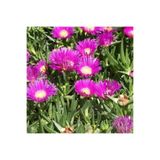 Bitkim Sende Kaz ayağı fidesi -dikime hazir (15-25cm) tomurcuklu -mezar örtücü- yayılıcı bitki