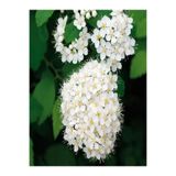 Bitkim Sende Keçi Sakalı Ağacı Fidanı, 30-90 cm, Saksılı, Beyaz Çiçekli Bodur Bitkiler, Spirea