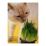 Bitkim Sende Kedi Çimi, 15-20 cm Filizli, Saksıda, 1 Adet