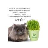 Bitkim Sende Kedilere Doğal Kedi Otu, Canlı Filizli Çimi Saksıda