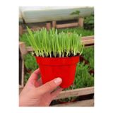 Bitkim Sende Kedilere Özel Canlı Filizli Kedi Otu Saksı, 15-20 cm, Doğal Çimi, Kırmızı Pot