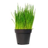 Bitkim Sende Kedilere Taze Kedi Çimi, Canlı Filizli Saksı, 15-20 cm