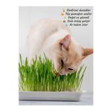 Bitkim Sende Kediniz İçin Saksıda Canlı Filizli Kedi Çimi Mix, 15-20 cm
