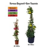 Bitkim Sende Kırmızı Begonvil Çiçeği Fidanı+Sarı Yasemin Fidanı 2'li Bahçe Peyzaj Seti