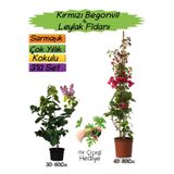 Bitkim Sende Kırmızı Begonvil, Mor Leylak Fidanı, Itır Çiçeği 3'lü Peyzaj Seti