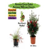Bitkim Sende Kırmızı Fırça Çalısı, Kırmızı Mercan Çiçeği, Buz Çiçeği Hediyeli Peyzaj Seti, Çok Renkli