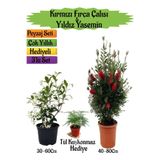Bitkim Sende Kırmızı Fırça Çalısı, Kokulu Yıldız Yasemin, Tül Kuşkonmaz Hediyeli Peyzaj Seti, 40-80 cm