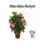 Bitkim Sende Kırmızı Japon Gülü (Hibiscus Rosa) Helen Saksı Hediyeli