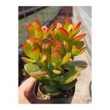 Bitkim Sende Kırmızı Kenarlı Yeşim Çiçeği, Crassula Ovata, Saksılı, 15-25 cm