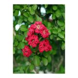 Bitkim Sende Kırmızı Oya Ağacı Fidanı, 40-70 cm, Saksılı, Red Lagerstroemia Indica