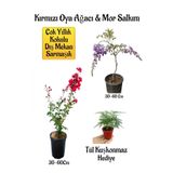 Bitkim Sende Kırmızı Oya Ağacı Fidanı, Mor Salkım Ağacı Fidanı, Tül Kuşkonmaz Bahçe Peyzaj Seti, 30-60 cm