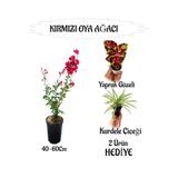Bitkim Sende Kırmızı Oya Ağacı Fidanı, Saksılı, Yaprak Güzeli-Kurdele Çiçeği Hediyeli