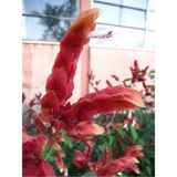 Bitkim Sende Kırmızı Renkli Karides Çiçeği Fidanı 1 Adet Saksılı (20-50 Cm) Dış Mekan Bitkisi