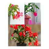 Bitkim Sende Kırmızı Yılbaşı Çiçeği Fidanı, 15-30 cm, Saksılı, Zygocactus