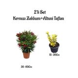 Bitkim Sende Kırmızı Zakkum Çiçeği Fidanı + Altuni Taflan 2'li Set, Bahçe Bitkisi