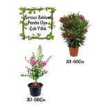 Bitkim Sende Kırmızı Zakkum Çiçeği, Pembe Oya Ağacı Saksılı Bahçe Seti, 30-60 cm