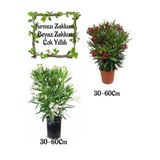Bitkim Sende Kırmızı Zakkum Çiçeği, Pembe Zakkum Çiçeği Saksılı Bahçe Seti, 30-60 cm