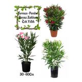 Bitkim Sende Kırmızı Zakkum+Pembe Zakkum+Beyaz Zakkum 3 Adet Saksılı Bahçe Çiçeği