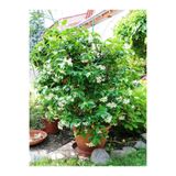 Bitkim Sende Kokulu Arap Yasemin Çiçeği, 1 Adet, Saksılı/Tüplü, 30-60 cm
