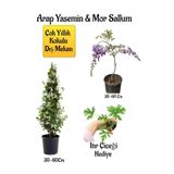 Bitkim Sende Kokulu Arap Yasemin Çiçeği, Mor Salkım Ağacı Fidanı, İtır Çiçeği Hediyeli Peyzaj Seti, 30-60 cm