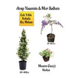 Bitkim Sende Kokulu Arap Yasemin Çiçeği, Mor Salkım Ağacı Fidanı, Mezem Çiçeği Hediyeli Peyzaj Seti, 30-60 cm