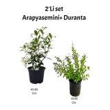 Bitkim Sende Kokulu Arap Yasemin + Duranta Teras/Dış Mekan Bitkisi, 40-60 cm, Set