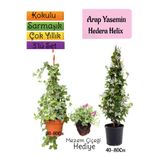Bitkim Sende Kokulu Arap Yasemini, Hedera Helix Sarmaşık, Mezem Çiçeği 3'lü Bahçe Seti
