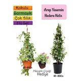 Bitkim Sende Kokulu Arap Yasemini, Hedera Helix Sarmaşık, Mezem Çiçeği 3'lü Bahçe Seti