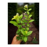 Bitkim Sende Kokulu Arap Yasemini Sarmaşığı Fidanı, Rhyncospermum Jasminoides, 20-30 cm