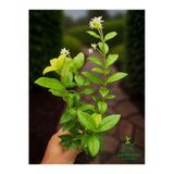 Bitkim Sende Kokulu Arap Yasemini Sarmaşığı Fidanı, Rhyncospermum Jasminoides, 20-30 cm