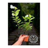Bitkim Sende Kokulu Arap Yasemini Sarmaşığı Fidanı, Rhyncospermum Jasminoides, Çiçekli Bitki, Saksılı, 30-40 cm
