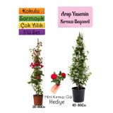 Bitkim Sende Kokulu Arap Yasemini, Turuncu Acem Borusu Çiçeği, Mini Gül 3'lü Bahçe Seti