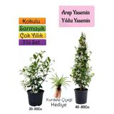 Bitkim Sende Kokulu Arap Yasemini, Yıldız Yasemin, Kurdele Çiçeği 3'lü Peyzaj Seti