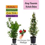 Bitkim Sende Kokulu Arap Yasemini+Defne Çalısı+Mini Gül Hediyeli 3'lü Bahçe Seti