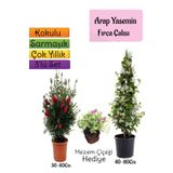 Bitkim Sende Kokulu Arap Yasemini+Kırmızı Fırça Çalısı+Mezem Çiçeği Hediyeli 3'lü Bahçe Seti