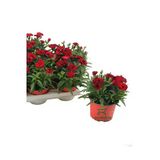 Bitkim Sende Kokulu Bodur Kırmızı Karanfil Çiçeği, 1 Adet Saksılı, 15-25cm, Red Dianthus