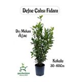 Bitkim Sende Kokulu Defne Çalısı Fidanı, Laurus nobilis, Saksılı, 30-60 cm