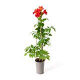 Bitkim Sende Kokulu Filbahri Çiçeği, Turuncu Acem Borusu Borazan Çiçeği Sarmaşık Bitkiler, Çok Renkli, 50-70cm