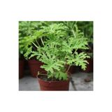 Bitkim Sende Kokulu Itır Bitkisi, 1 Adet Saksılı, 15-25cm, Pelargonium Odoratissimum, İç Mekan Teras Bitkisi