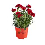 Bitkim Sende Kokulu Kırmızı Karanfil Çiçeği, 15-25cm