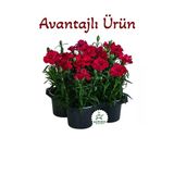 Bitkim Sende Kokulu Kırmızı Karanfil Çiçeği, 4 Adet Saksılı Bodur, 15-25 cm