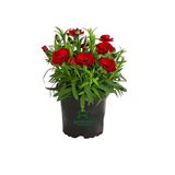 Bitkim Sende Kokulu Kırmızı Karanfil Çiçeği, Bodur Cins Red Dianthus, Saksılı, 15-25cm