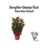 Bitkim Sende Kokulu Kırmızı Sarmaşık Mandevilla Helen Saksı Hediyeli