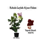 Bitkim Sende Kokulu Leylak Ağacı Fidanı, 30-60 cm, Saksılı, Yaprak Güzeli Çiçeği Hediyeli