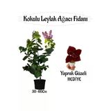Bitkim Sende Kokulu Leylak Ağacı Fidanı, 30-60 cm, Saksılı, Yaprak Güzeli Çiçeği Hediyeli