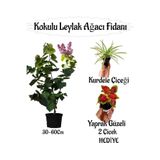 Bitkim Sende Kokulu Leylak Ağacı Fidanı Saksılı 30-60cm, Yaprak Güzeli ve Kurdele Çiçeği Hediye