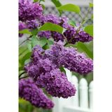 Bitkim Sende Kokulu Leylak Çiçeği, 30-60 cm, Saksılı, Lilac