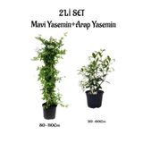 Bitkim Sende Kokulu Mavi Yasemin Çiçeği Fidanı+Arap Yasemin Fidanı(30-60Cm) 2'li Set Bahçe Bitkisi