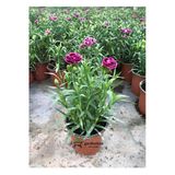 Bitkim Sende Kokulu Mor Ebruli Karanfil Çiçeği, 15-25 CM, Saksılı